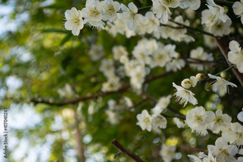 竹を背景にした白い梅の花