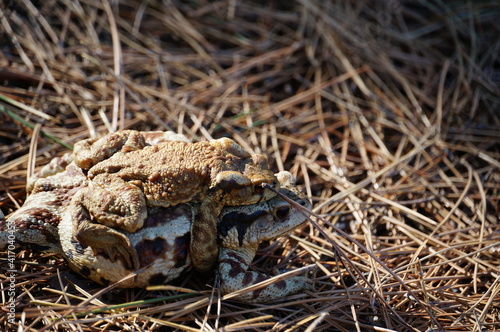 frog on the ground