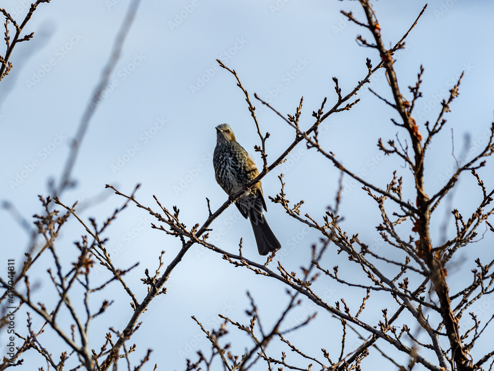 Dusky thrush perched in winter orchard tree 1 Dusky thrush perched in winter orchard tree 1