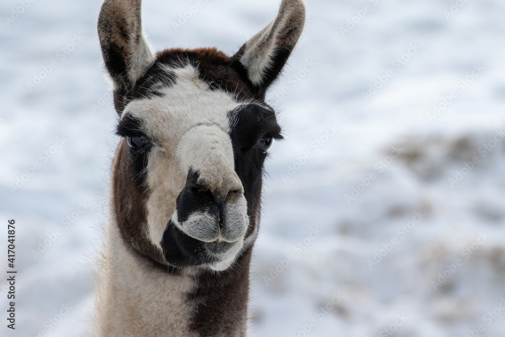 Brown, White, Black Alpaca, Multi-Colored Alpaca