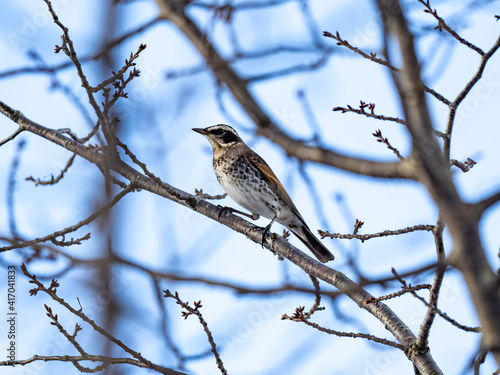 Dusky thrush perched in winter orchard tree 2