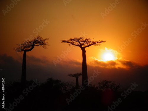 The sun rising from the avenue of the baobabs with orange sky (Morondava, Madagascar)