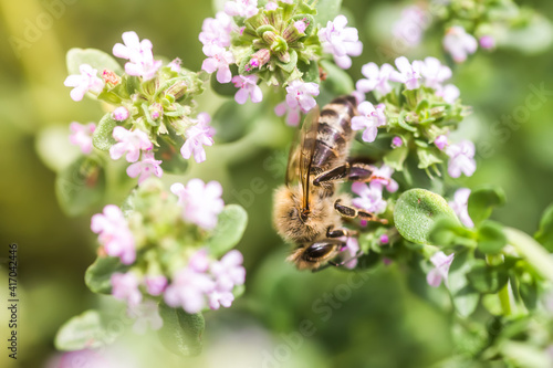 Thymus serpyllum, Tikman Breckland, Breckland wild thyme, wild thyme, creeping thyme, elfish thyme purple flowers in the clearing in the spring. Honey bees collect nectar from small flowers.