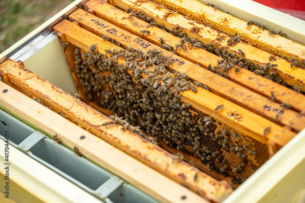Inspection of bee families on apiary in spring Beekeeping concept. Soft focus Inspection of bee families on apiary in spring Beekeeping concept. Soft focus