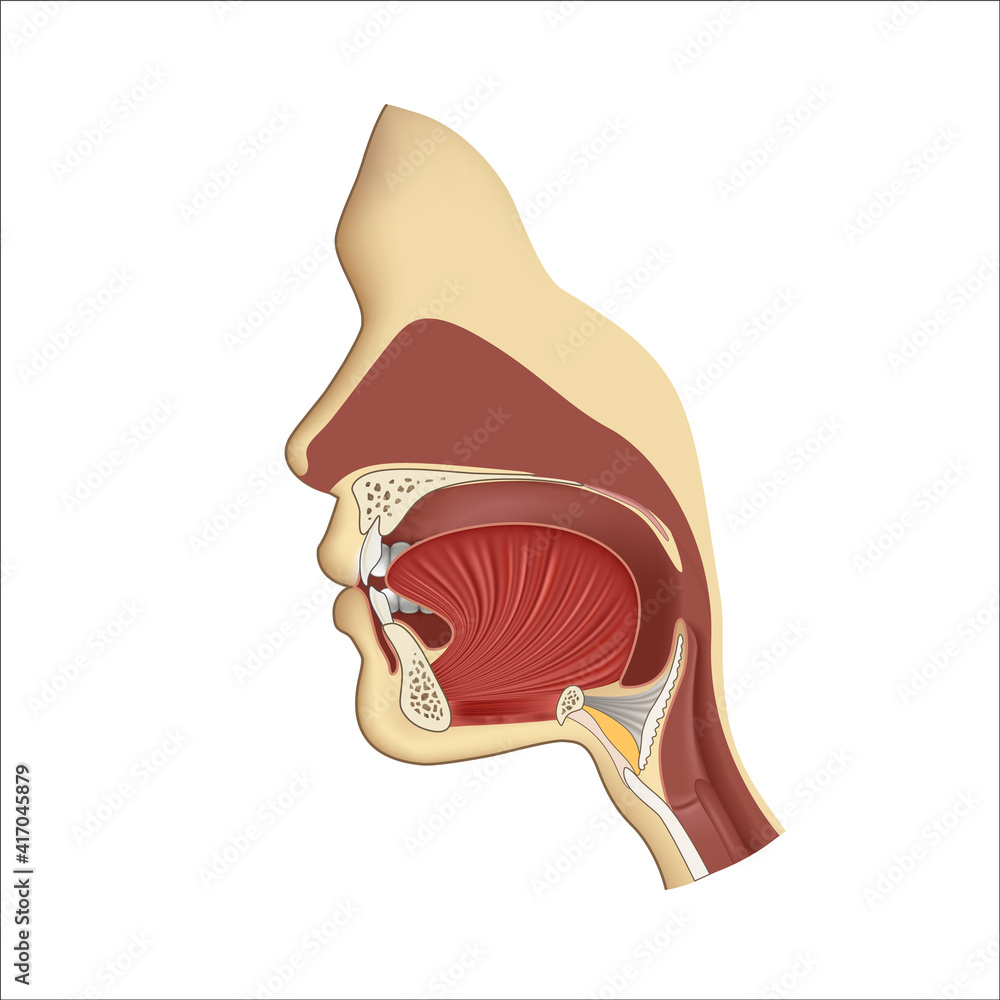 Human body anatomy gullet system. Head nasal and throat breathing  structure. Teeth and tongue in mouth, face illustration. Medical profile  inside example Illustration Stock | Adobe Stock