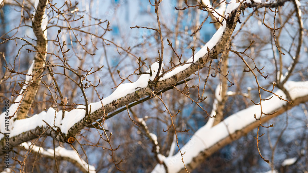 Winter city park in mist with snow covered tree trunks. Winter tree without leaves Winter city park in mist with snow covered tree trunks. Winter tree without leaves