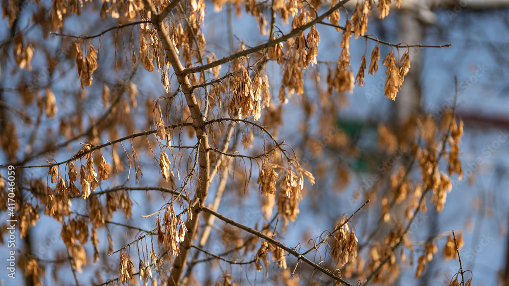 Dry ash tree (Fraxinus) seeds on twig covered with snow, blurry blue background. Snow-covered frozen ash seeds of ash tree in the snow in winter