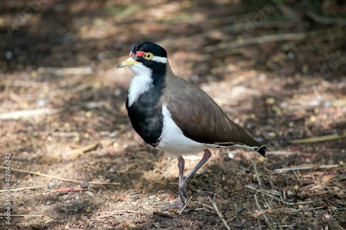 the banded lapwing is walking around looking for food © susan flashman