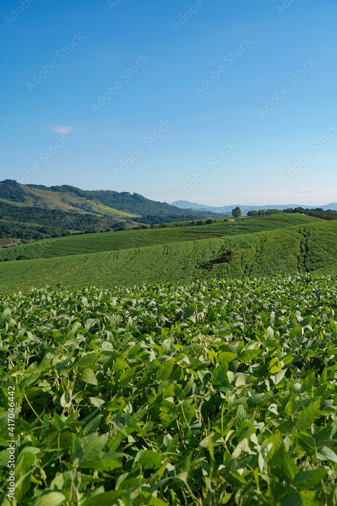 the bean farm in region country