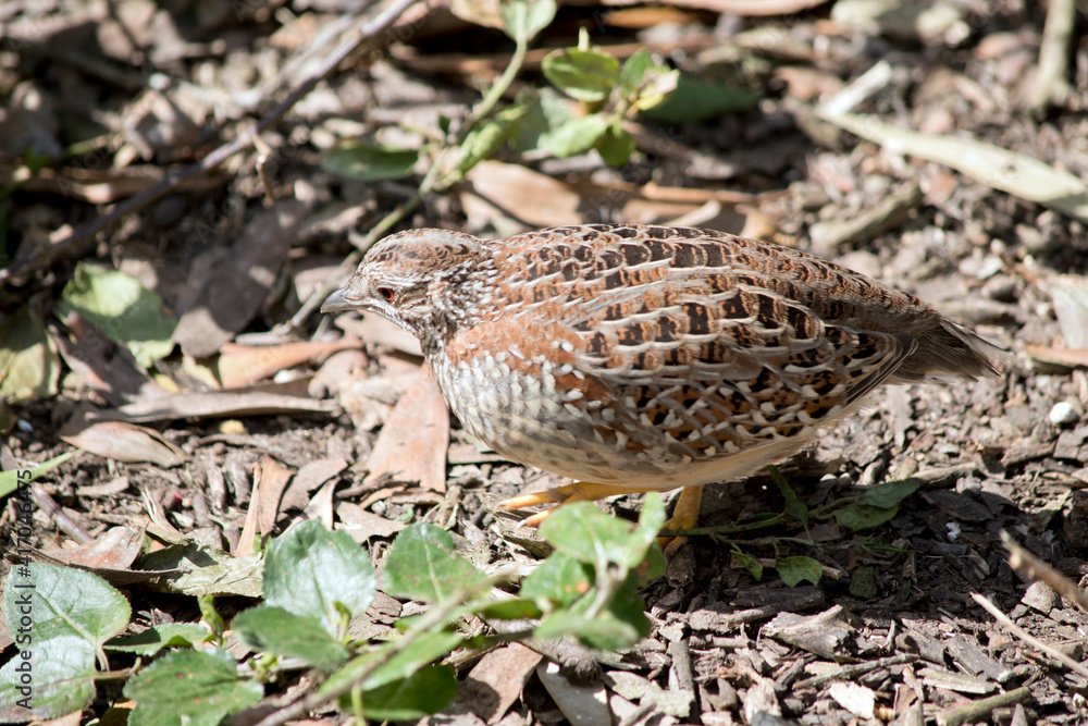 Fototapeta premium the quail is looking for food amongst the leaves and twigs