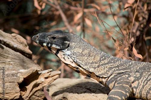 this is a close up of a lace monitor lizard