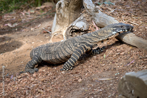 the lace monitor lizard is crawling along the ground looking for food