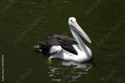 the pelican is swimming in the water
