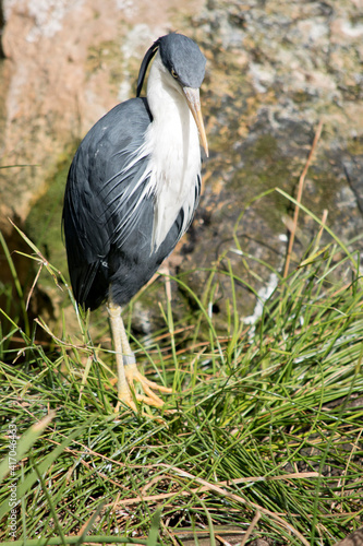 the pied heron is a black and white bird with yellow eyes