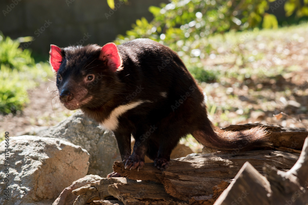 the Tasmanian devil is a black and white marsupial with sharp teeth and pink ears