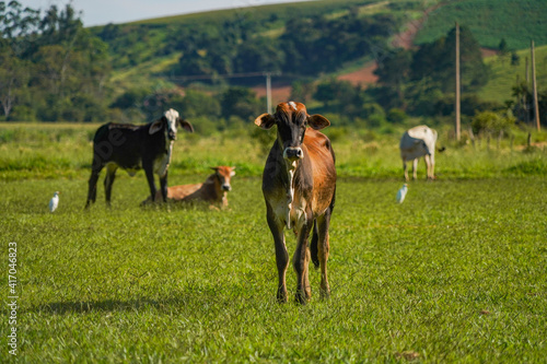 Fototapeta Naklejka Na Ścianę i Meble -  beautiful cows in the field
