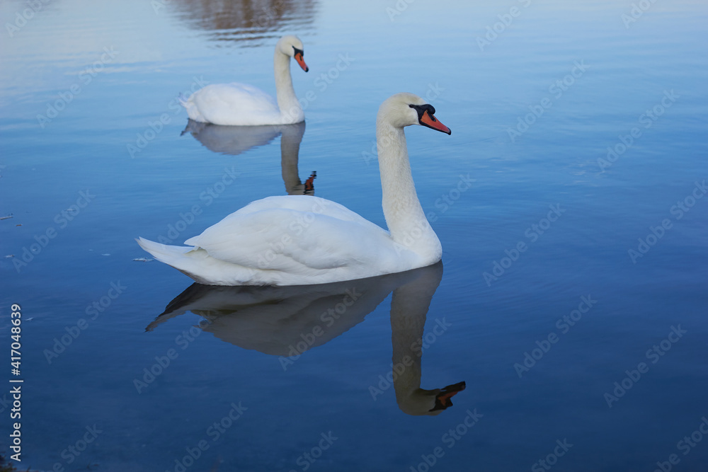 Fototapeta premium Two white swans float on the reflective water of the lake. 