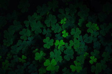 Small green Clover leaves pattern background, Natural and St. Patrick's day background and shamrock wallpaper. vacation and holiday clovers symbol,Spring concept.