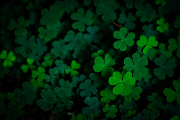 Small green Clover leaves pattern background, Natural and St. Patrick's day background and shamrock wallpaper. vacation and holiday clovers symbol,Spring concept.