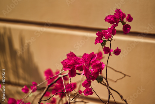 Spring Pink Orchid Flower