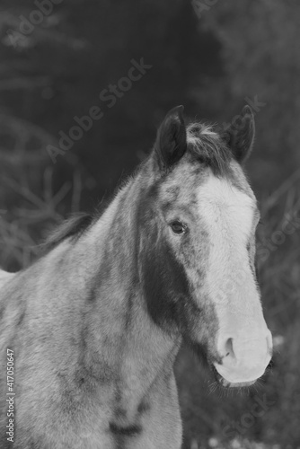 Monochrome - Pinto Horse Portrait © Stefan