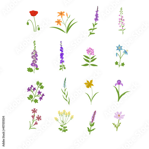 Meadow flowers set