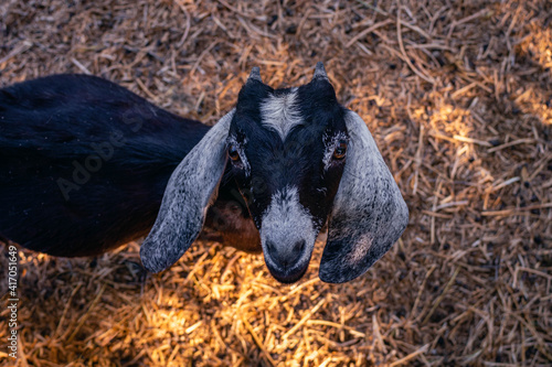 close-up of anglo nubian goat in field farm Cordoba Argentina