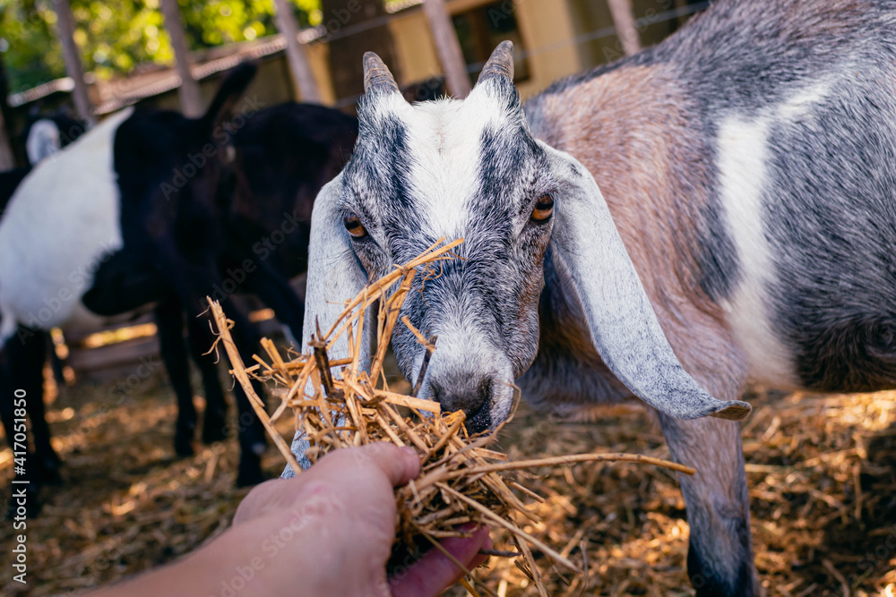 custom made wallpaper toronto digitalclose-up of anglo nubian goat in field farm Cordoba Argentina