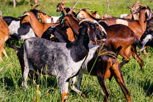 close-up of anglo nubian goat in field farm Cordoba Argentina photo