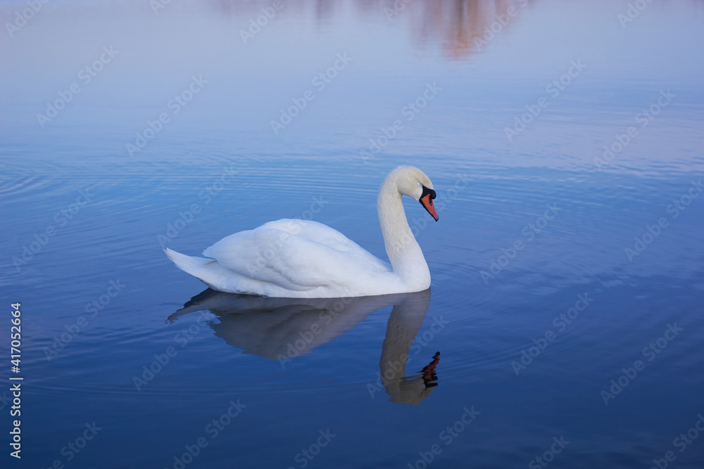 A beautiful swan swims across  the reflective water of the lake.
