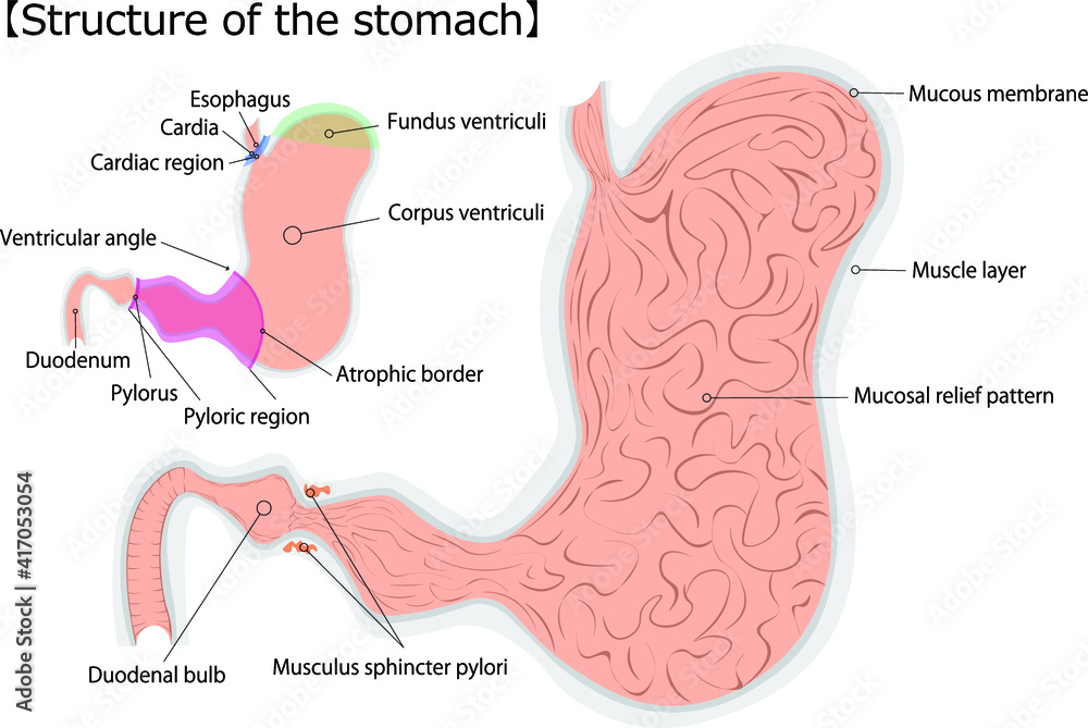 Obraz premium 胃 構造 英語 イラスト