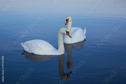 Two white swans float on the reflective water of the lake.
