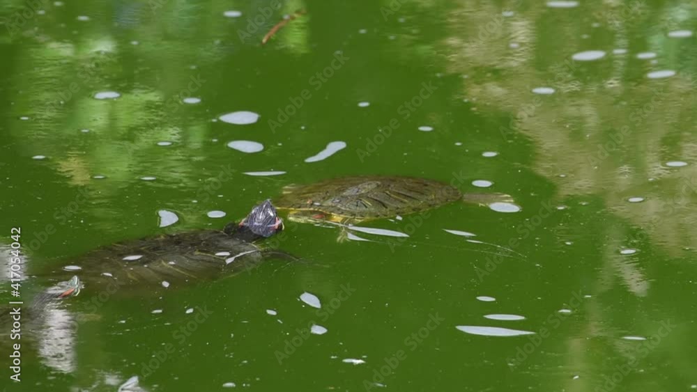 HD video of 3 Pond Slider Turtles floating in murky green pond two facing each other, Orange Koi fish swims by, third turtle surfaces next to other two then they swim away as Koi fish swims by
HD video of 3 Pond Slider Turtles floating in murky green pond two facing each other, Orange Koi fish swims by, third turtle surfaces next to other two then they swim away as Koi fish swims by