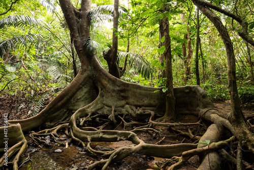 Ficus Variegata Blume with its roots looking like dragon's paws and behind with its lush natural vegetation in Iriomote island's jungle, Okinawa. photo