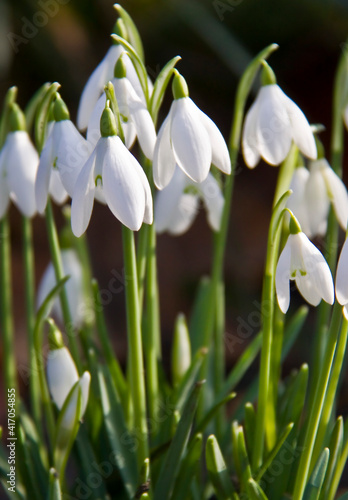 closeup shot of snowdrop flowers in spring