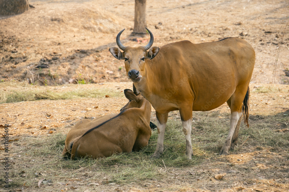 Fototapeta premium Water buffaloes gazing in the paddy field in Thailand