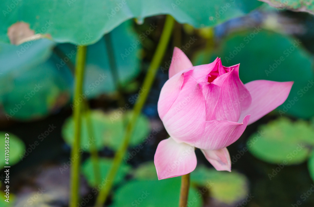 Close up of Lotus flower plants in garden pond. Close up of Lotus flower plants in garden pond.