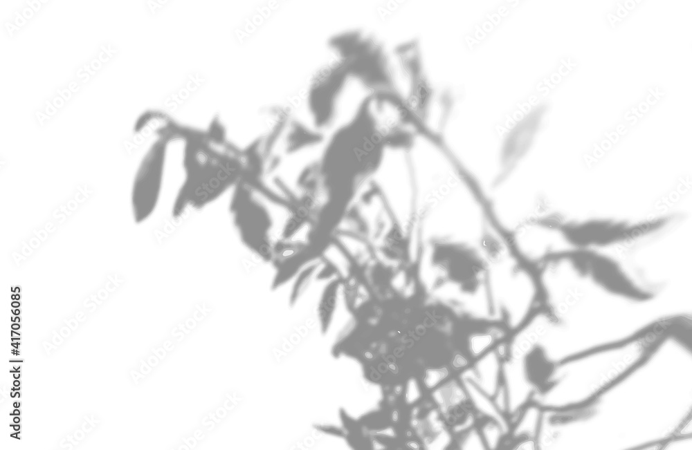 custom made wallpaper toronto digitalSummer plant shadow background. Shadow of the flower of happiness milkweed on the white wall. White and black for of a photo or mockup. Vector