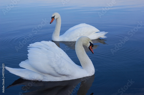 Fototapeta Naklejka Na Ścianę i Meble -  Two white swans float on the reflective water of the lake.
