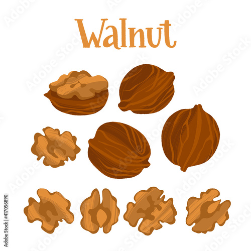 Healthy nutrition product. Walnut whole and half nuts.