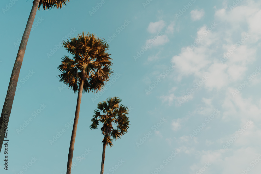 Obraz premium Tropical palm coconut trees on sunset sky flare and bokeh nature.