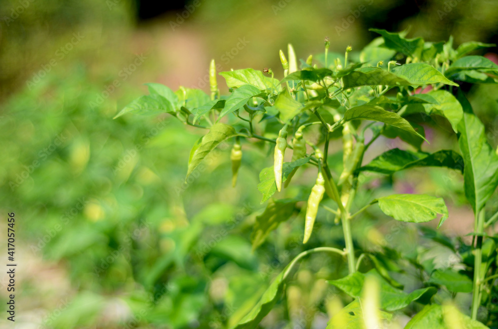 Capsicum annuum devil chili tree in a garden, from India and bangladesh. aka Capsicum annuum devil chili tree in a garden, from India and bangladesh. aka