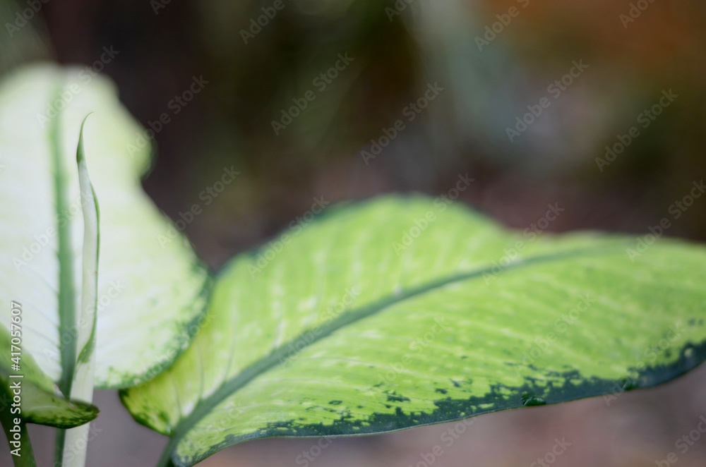 leaf from Dieffenbachia Camilla plants native to the Caribbean and South America. also known as dumb cane. Foliage Color is Green, Yellow or Golden. close up view with bokeh leaf from Dieffenbachia Camilla plants native to the Caribbean and South America. also known as dumb cane. Foliage Color is Green, Yellow or Golden. close up view with bokeh