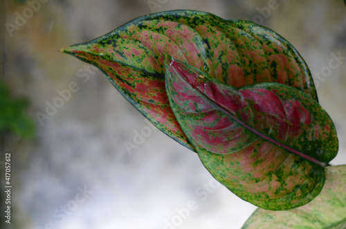 focus on Aglaonema red heng heng leaves, sri rezeki, or chinese evergreens are popular ornamental plants. found in tropical and subtropical areas of Asia, New Guinea, and the Philippines photo