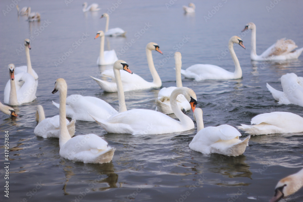 A flock of white swans floating on the reflective water of the lake. A flock of white swans floating on the reflective water of the lake.