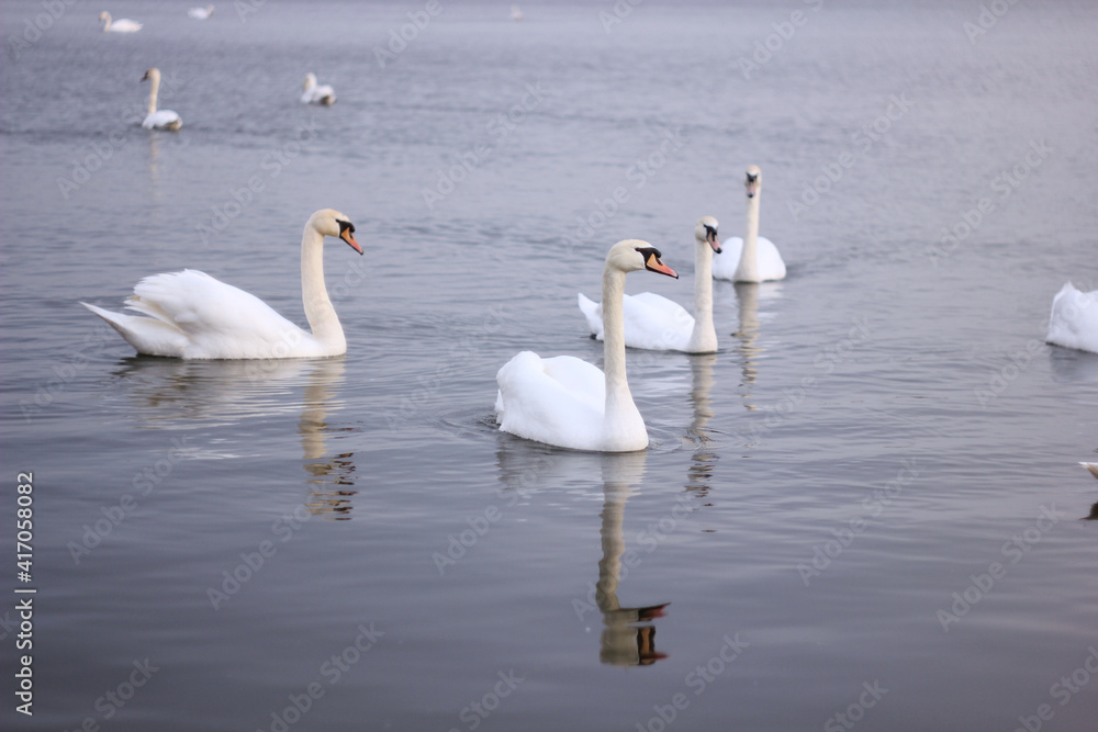 A flock of white swans floating on the reflective water of the lake. A flock of white swans floating on the reflective water of the lake.