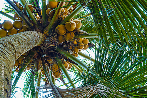 Close up of a yellow coconut on a palm tree.