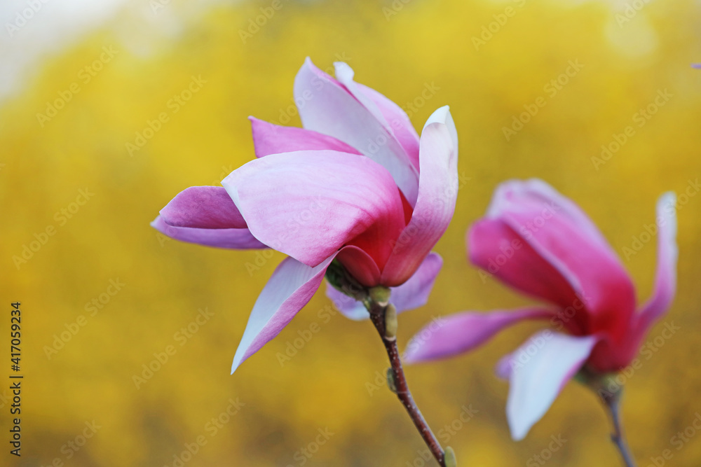 Fototapeta premium Beautiful magnolia flower, North China