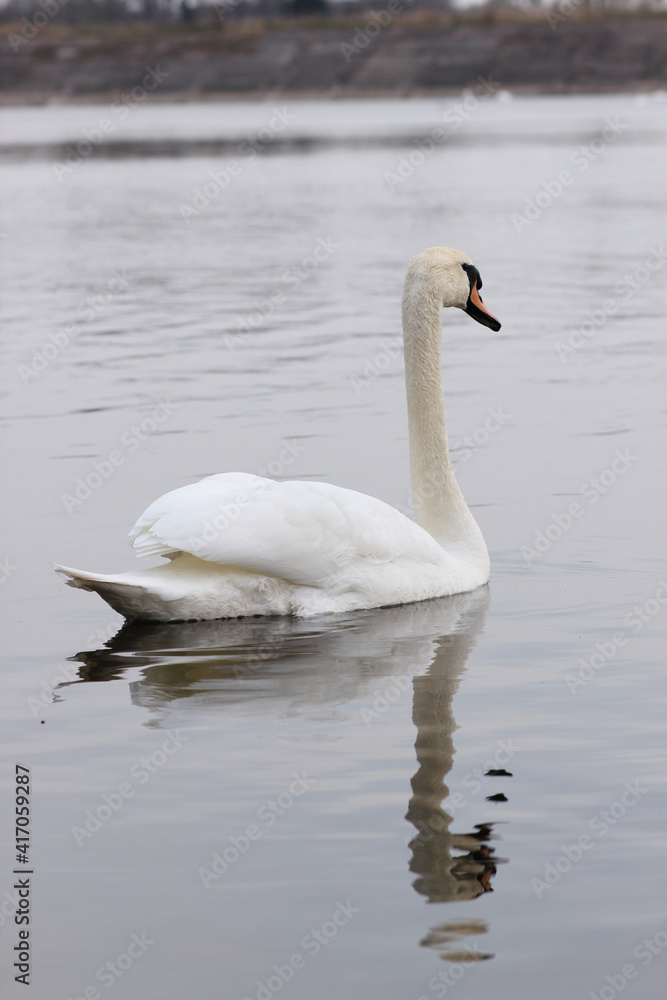 A beautiful swan swims across the reflective water of the lake.
A beautiful swan swims across the reflective water of the lake.
