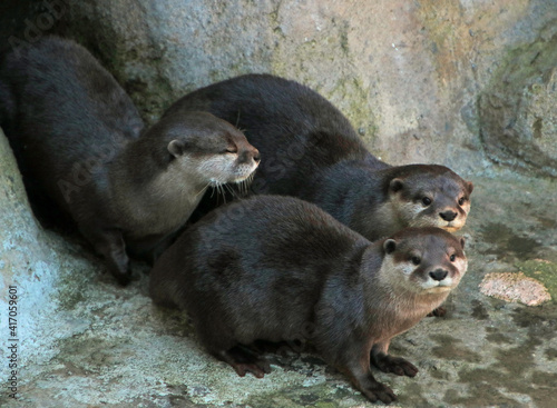 Three Asian River otters